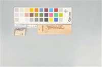 五色鳥藏品圖，第11張